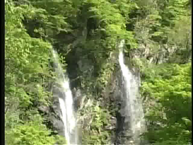 水芭蕉 －城端町 縄ヶ池－