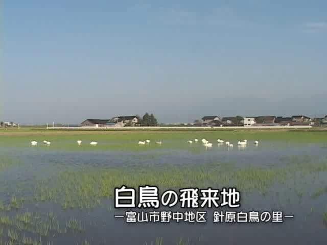 [237] 071025 白鳥の飛来地