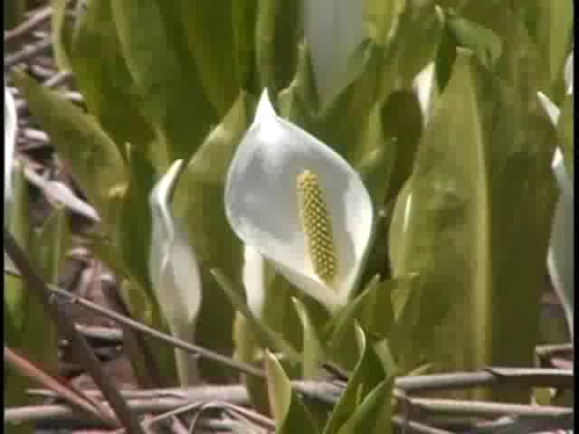 水芭蕉