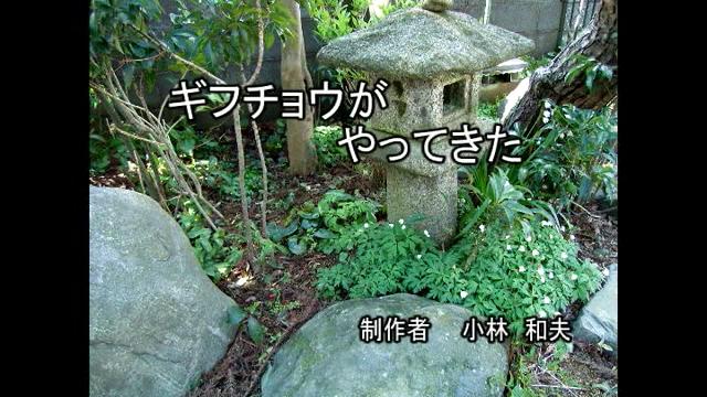 ギフチョウがやってきた| 平成23年度「とやま映像コンクール 自作視聴覚部門」　学校教育の部　奨励賞