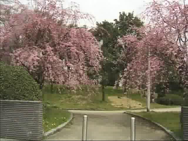 八重紅しだれ桜｜平成12年度「ふるさと発見！ビデオコンテスト」奨励賞