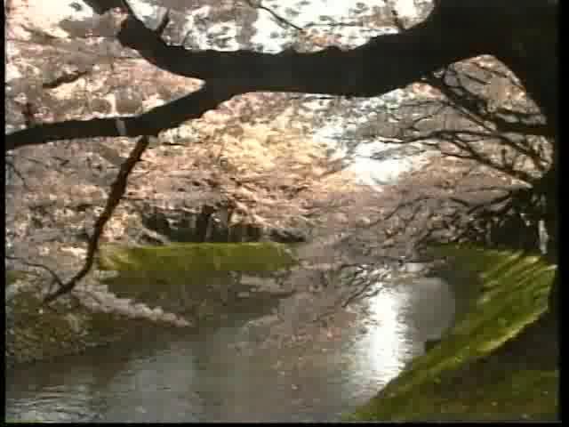 松川の桜｜平成９年度「ふるさととやまビデオコンテスト」奨励賞