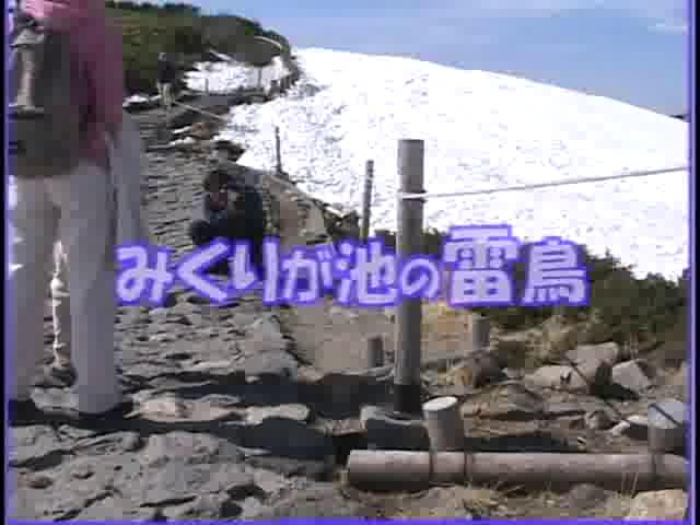 みくりヶ池の雷鳥