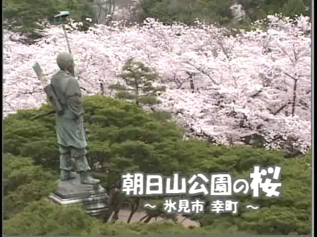 朝日山公園の桜