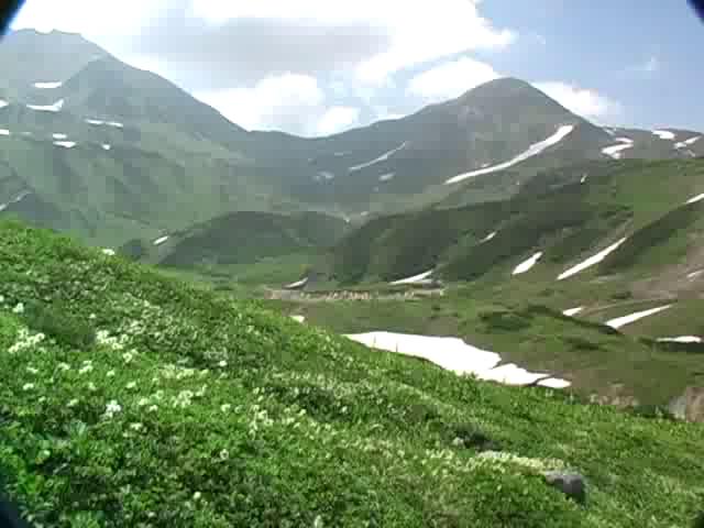 雷鳥沢の夏の花