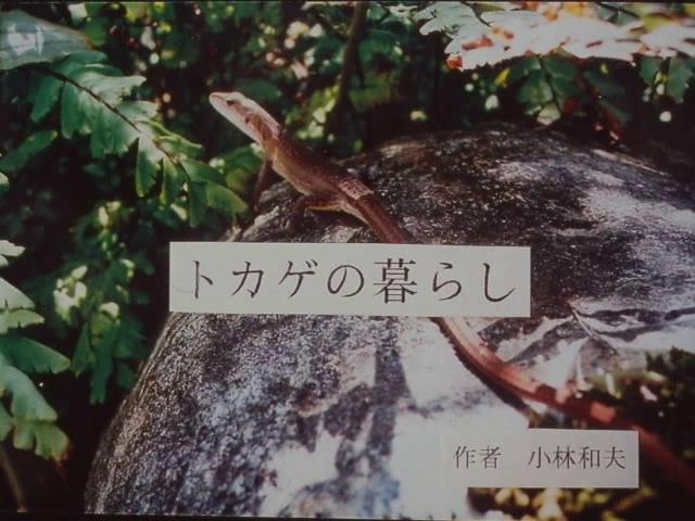 トカゲの暮らし | 平成20年度「とやま映像コンクール　自作視聴覚部門 学校教育の部」優秀賞