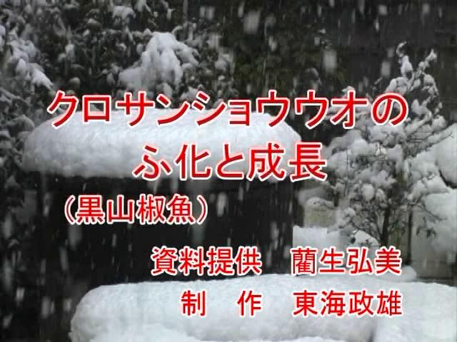 クロサンショウウオのふ化と成長 | 平成19年度「とやま映像コンクール　自作視聴覚部門 学校教育の部」優秀賞