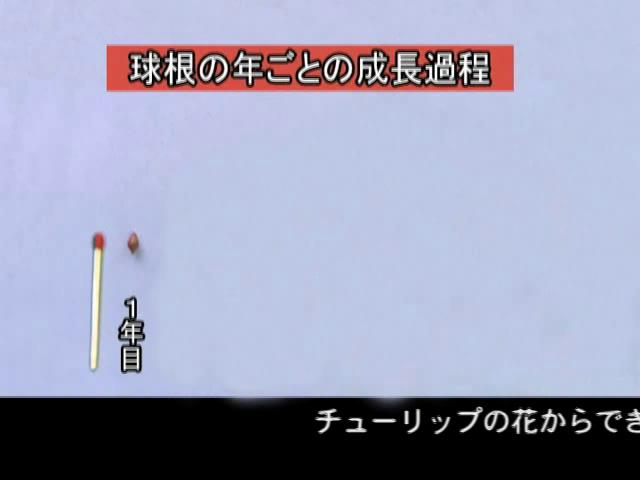 チューリップとともに(球根の年ごとの成長過程)