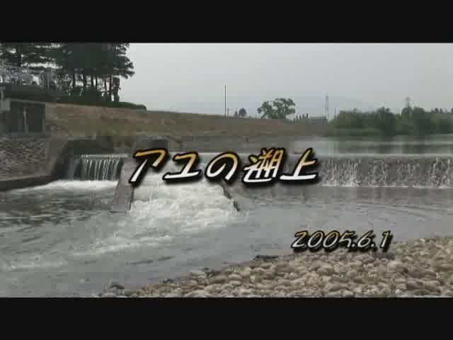 鮎の遡上 | 平成17年度「ふるさと発見！ビデオコンテスト」優秀賞