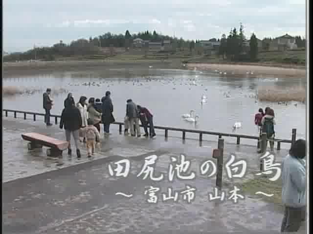 [094] 031215 田尻池の白鳥