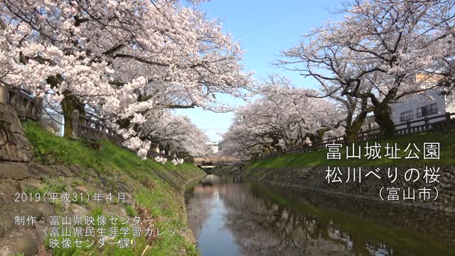 [498] 190404 富山城址公園・松川べりの桜