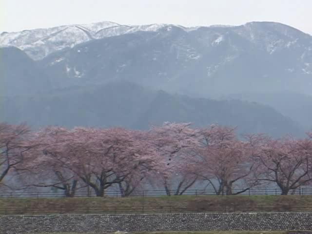 [251] 080408 舟川の春