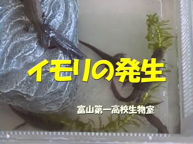イモリの発生 | 平成20年度「とやま映像コンクール　自作視聴覚部門 学校教育の部」優秀賞