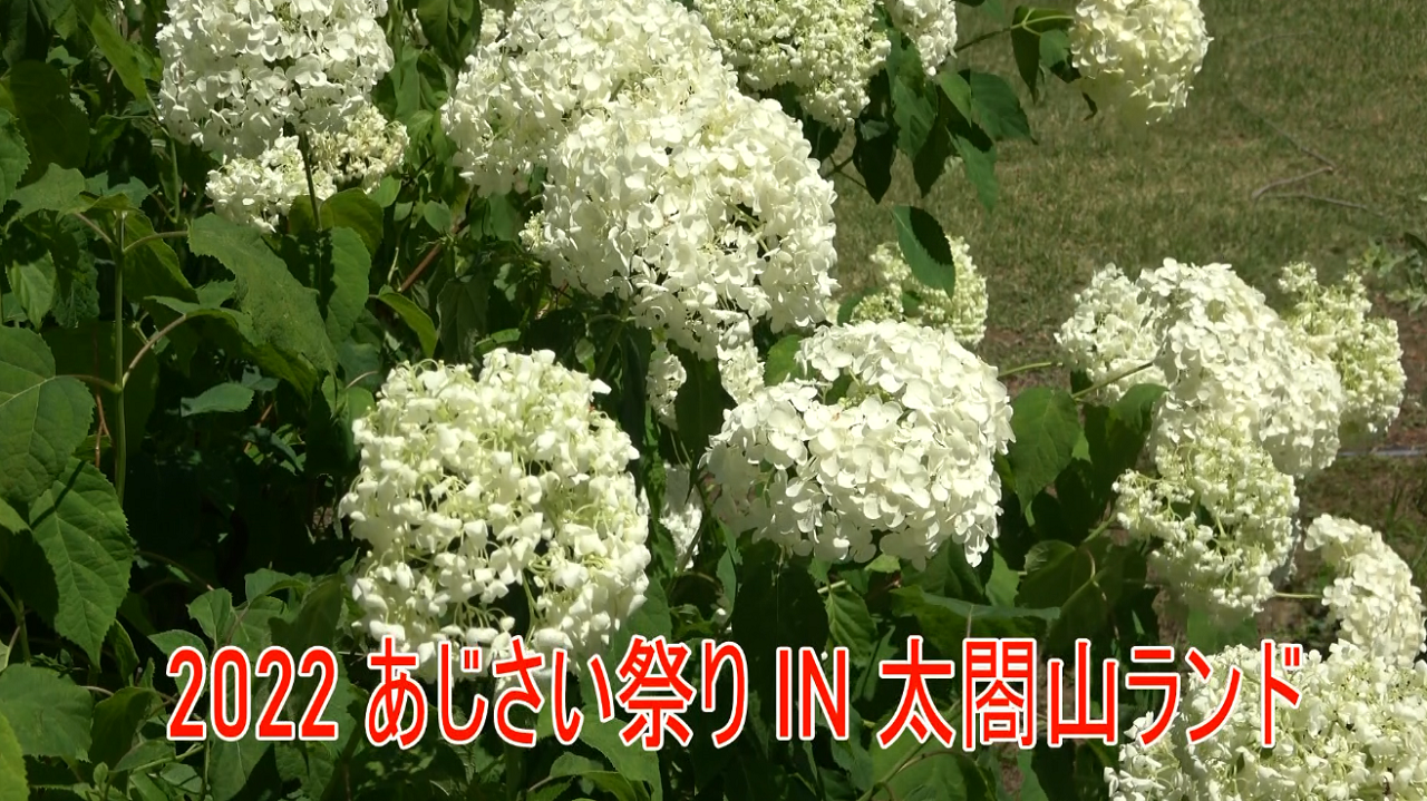 [522]220630　2022あじさい祭りIN太閤山ランド