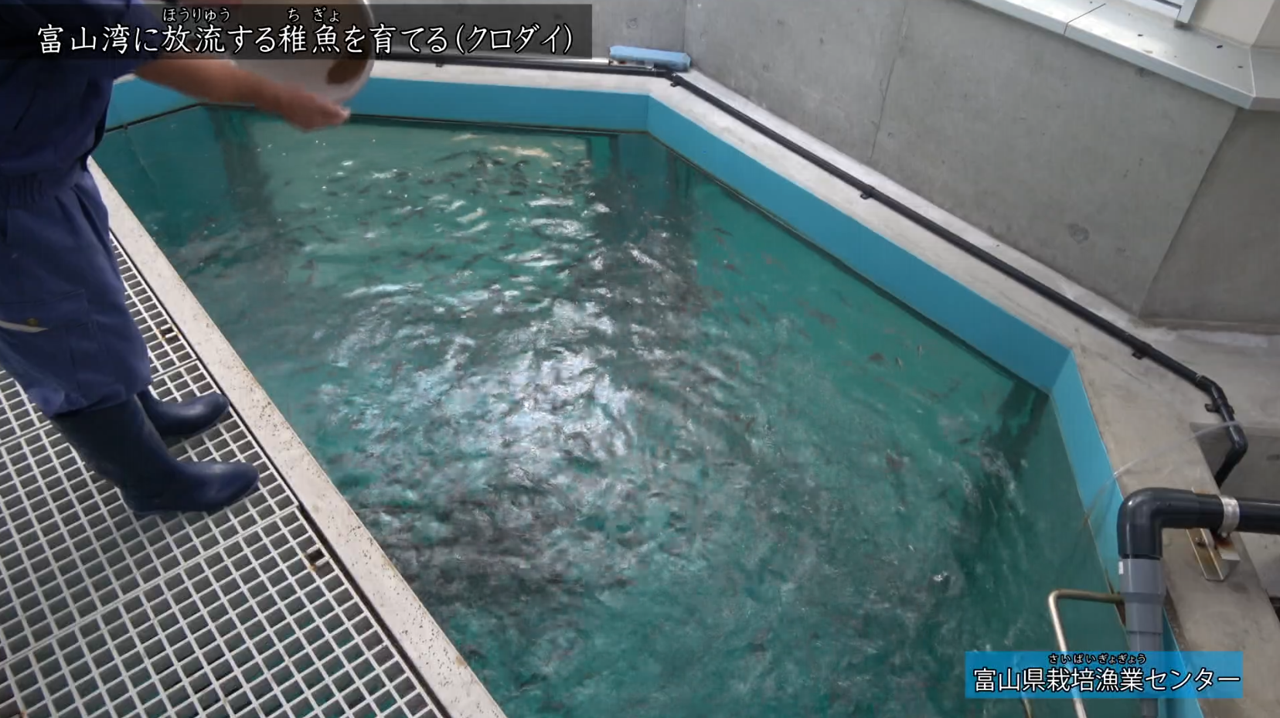 きょう土のすがた　栽培漁業センター2（稚魚を育てる）
