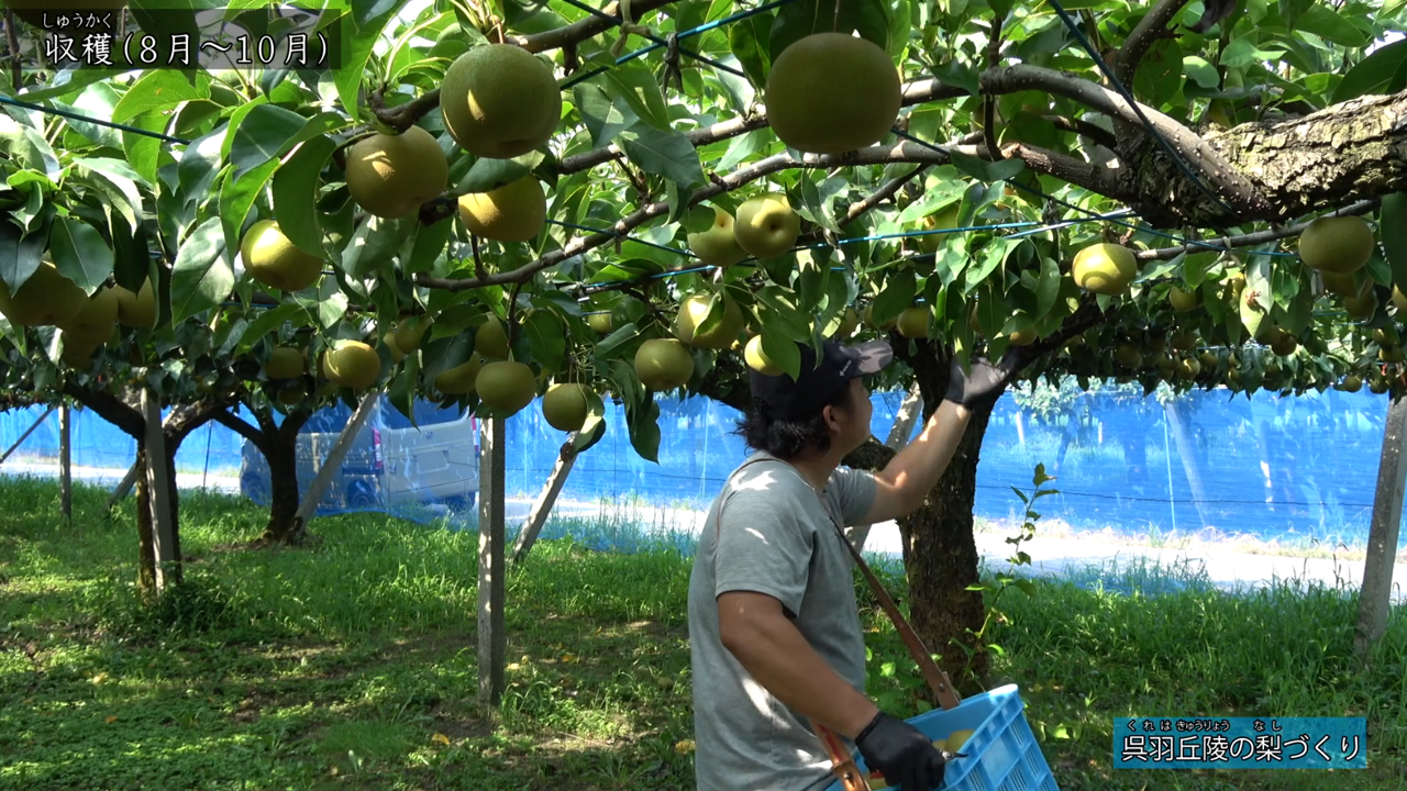 きょう土のすがた　呉羽丘陵の梨づくり4（収穫）