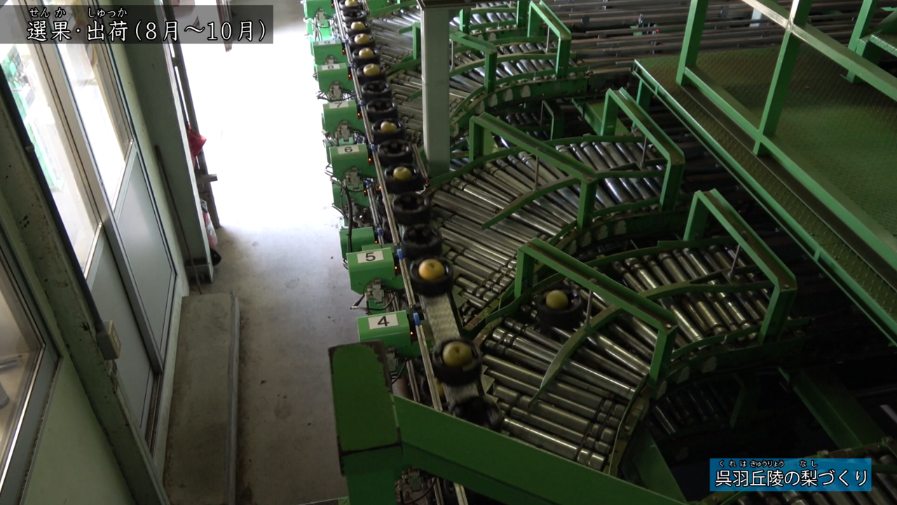 きょう土のすがた　呉羽丘陵の梨づくり5（選果）
