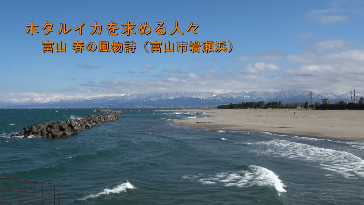 [543] 260316 ホタルイカを求める人々